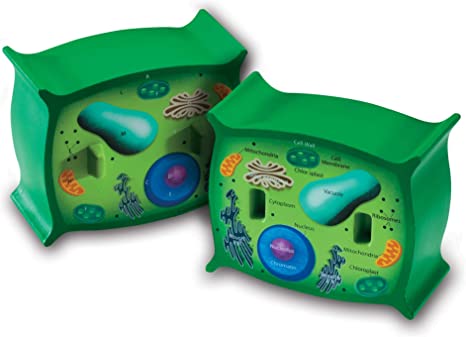 Cross Section Plant Cell Model Grades 2+