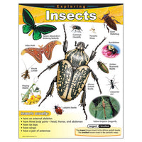 Exploring Insects Chart