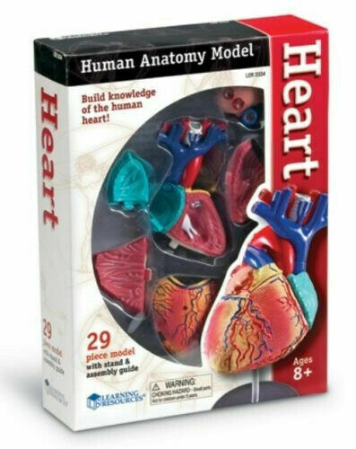 Human Anatomy Model: Heart Ages 8+